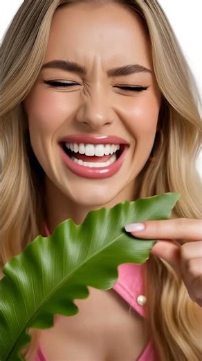 ASPLENIUM SCOLOPENDRIUM - HART'S-TONGUE FERN