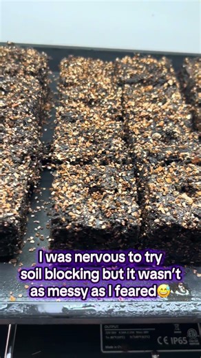 Starting #lisianthus with soil blocking for the first time🤞#gardening #seedstarting