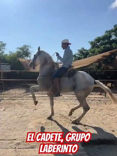 The cadet, labyrinth group