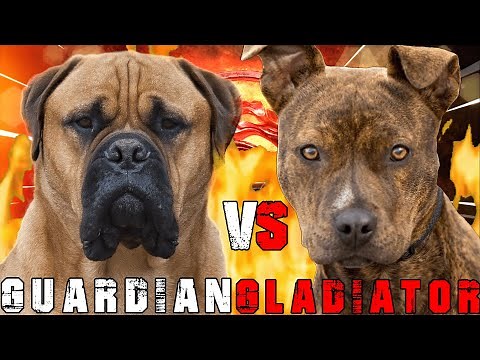 Bullmastiff vs Pitbull Terrier | American Pitbull Terrier vs Bullmastiff | Billa Boyka |