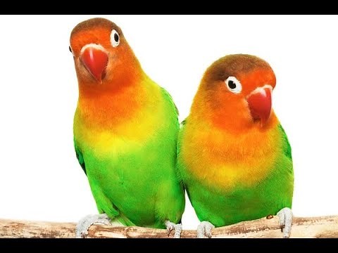 Comment préparé une reproduction de inséparables