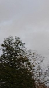 Nice group of parakeets in London park. These guys are unbelievably hardy and can withstand more cold than some other local birds! | Mahmood Miah