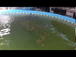INDOOR FISH FARMING RAS - hyderabad, India- BASA Fish - Recirculating aquaculture system
