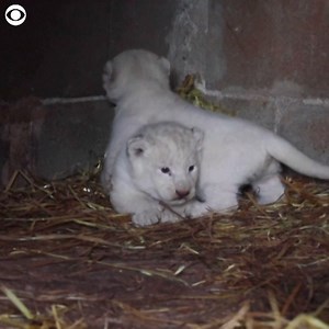 ADORABLE: These white lion cubs played at the Paphos Zoo in Cyprus over the weekend. The boy and girl were born in April. The owner said the quiet of the empty park during the pandemic has likely helped mom care for her cubs so the zoo hasn’t had to intervene like in the past. | CBS Newspath