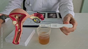 Model of female reproductive system and positive pregnancy test