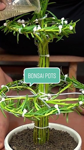 Tips For Making Beautiful Bonsai Pots 😍 #fyp #foryoupage #fypage #fypシ #diy #flowers #viral #howto