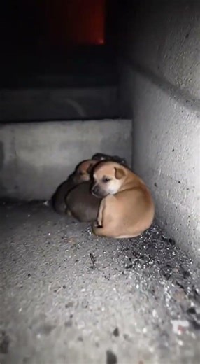 Mother dog cries helplessly outside a smoke-filled stairwell⚡🔥 #dogrescue #rescuestories