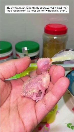 A Woman Found a Baby Bird Fallen from Its Nest and Chose to Save It.