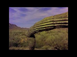 Saguaro David Lanz and Paul Speer