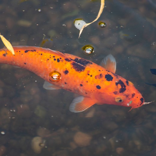 Why Are My Koi Not Eating? (With 5 Easy Solutions) – Pet Fish Online