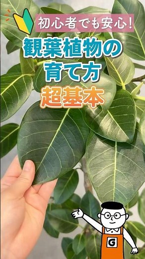 A must-have guide! The basics of houseplants! A complete guide to watering, repotting and growing...