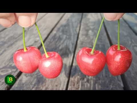 When You See This You Will Never Throw Away Cherry Stems Again!