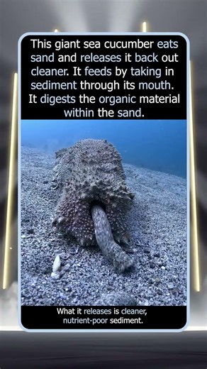 How This Animal Cleans the Ocean Floor