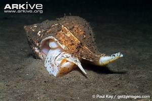 Whelk - Alchetron, The Free Social Encyclopedia