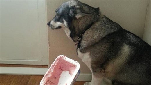 Dog knows exactly what he did in a guilty moment