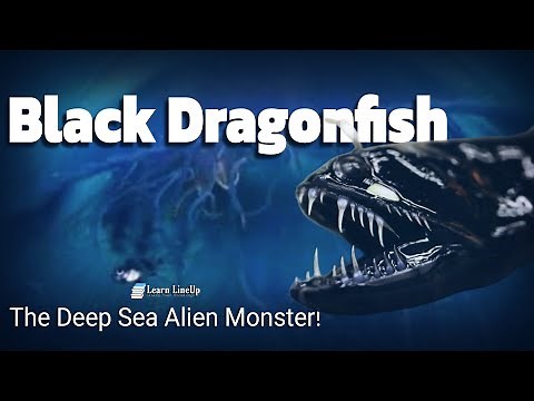 👾 The Deep Ocean’s Hidden Alien: The Black Dragonfish! | Animal | Learn LineUp |