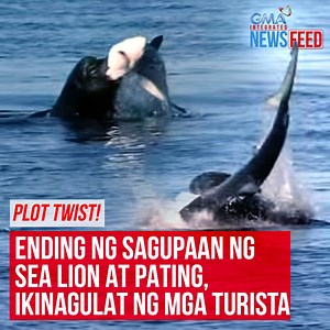 420K views · 2K reactions | Ano ang mas malakas — sea lion o pating? Isang kakaibang sagupaan ang namataan ng mga turista sa California Bay nang magkabanggaan ang isang sea lion at blue shark. Na-shock ang ilan sa kanila dahil sa 'di inaasahang ending ng labanan ng mga hayop. Kung ano ang nangyari, alamin sa video! | GMA News | Facebook