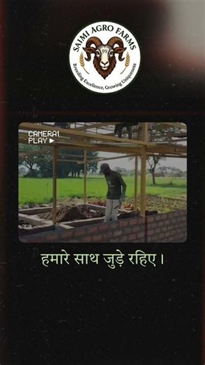 ‎⁨@SaimiAgroFarms⁩ 🐐😎#goatfarming #goats #goatfarmingbusiness #goatfarm #farmlife #shorts #life