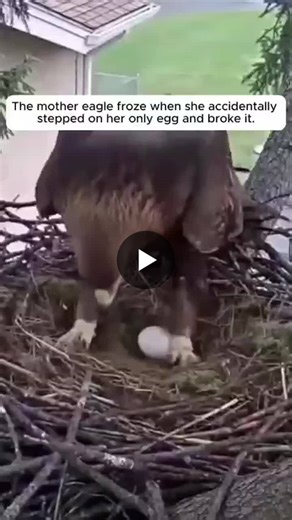 #kindness #compassion #nature #eagle #wildlife #hope #animalcare #humanity | Nusrat Fatima