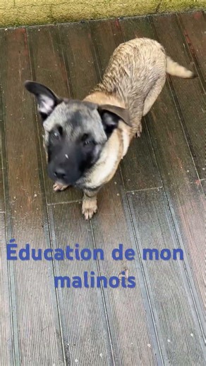 Éducation mon malinois #education. #hermione