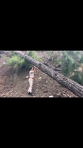 292K views · 4.6K reactions | Aseena Forest Guard I/c Sherpur Beat. Enumeration of Salvage and uprooted trees due to continuous heavy rains. | Dalhousie Forest Division | Facebook