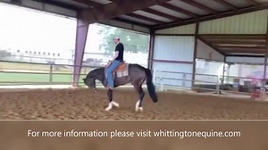17 reactions | 2020 DBL BY VS CODE BLUE 2YO APHA/AQHA bay overo mare by VS Code Blue out of Suddenly Southern by Its A Southern Thing. Super start under saddle and should finish 16 hands. For more information on Bella please visit www.whittingtonequine.com. | Whittington Equine Marketing Group | Facebook