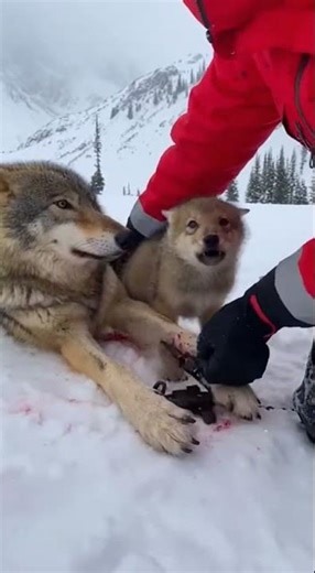 Wolf Rescue on Snowy Mountains #WolfRescue #SnowyMountains #AnimalAid #WildlifeProtection