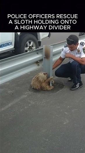 Sloth Rescued After Highway Traffic Scares Him