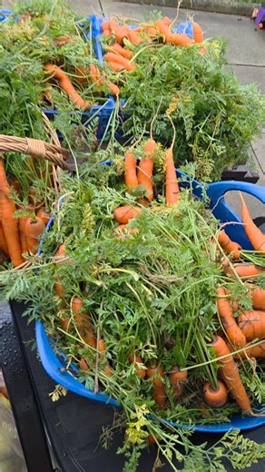 Grow your own / Eat healthily on Instagram: "Freezing carrots is a great way to preserve them! 🥕❤️ Here's how:😍 1. Wash and peel your carrots 2. Chop or slice them up 3. Blanch in boiling water for 2-5 minutes 4. Shock in ice water 5. Pat dry and pack in airtight bags or containers 6. Label and store in the freezer They'll be good for 8-12 months! 🥳 #CarrotFreezing #GardenPreservation #gardeninspiration #growyourownfood #foodporn #garden #growvegetables #lifestyle"
