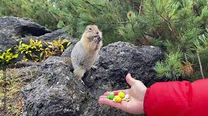 Cute funny gophers in Kamchatka are hand-fed. A young man feeds gophers with sweets from his hand. Travel to the Kamchatka Peninsula.
