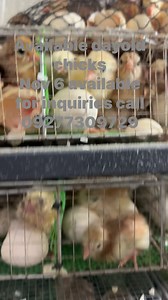 25K views · 627 reactions | Edmon Crisostomo on Reels | Facebook