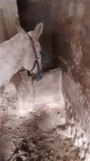 ‎Starting Over Sanctuary 🐴🌈 להתחיל מחדש‎ on Instagram: "Dear followers, I was exposed to this horrifying video of abuse three days ago - a video filmed to "market" a miserable, blind female mule for sale, which instead revealed her shocking reality. They beat her in the face and on her eyes just to make her move! They humiliate her, scream at her, and intentionally terrify her. This is her life! She stands there petrified, tail between her legs, chained with iron shackles inside a dark basemen