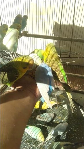 🧠 Curious Parakeet Behavior