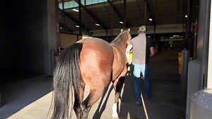 32K views · 1.2K reactions | Back To Work! All set up and ready at our 1st show of the season in Tulsa, OK!! 〽️ Getting some good practice in on my Cactus RFAM qualifier horses and also on the Derby horses. Also Blue Thunder will be in action here!  | Matt Mills Reining | Facebook