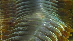 Nereis virens captured in rare moment, its predatory features accentuated by subdued lighting of Arctic depths. Scale: close-up. Stock Video