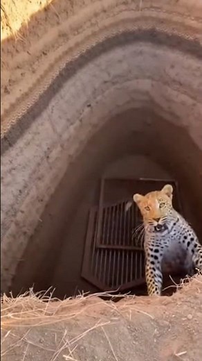 Leopard Tries to Attack Man… Falls Into Hidden Trap | Shocking Forest Footage
