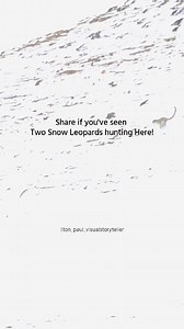 Success rate of a snow leopard hunt is around only 10%. This makes this elusive animal more difficult to survive in this harsh terrain. This is one of those unsuccessful hunts. Share if you've seen two snow leopards hunting. Here! Snow Leopard Expedition in Spiti Valley. #snowleopard #SnowLeopardExpedition #snowleopardsofinstagram #snowleopardconservation | Liton Paul