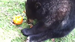 Mishka carving his pumpkin while Tula mubbers. | Clarks Trading Post