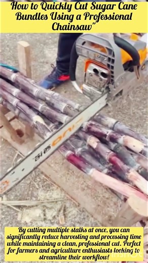 How to Quickly Cut Sugar Cane Bundles Using a Professional Chainsaw