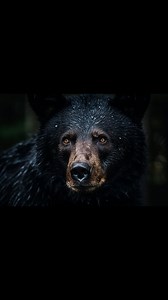 The Massacre of Radiant Lake - Algonquin Park Bear Attack