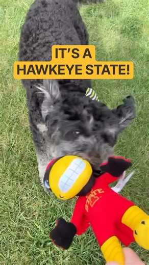 friendly reminder that it’s a Hawkeye State #uiowa #college #cyhawk