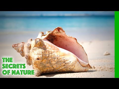 Tobago - Caribbean Moments - The Secrets of Nature