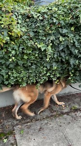 41K views · 2.9K reactions | Found another back scratcher bush #dog #germanshepherd #gsd #funnyvideos | Fluffbutt Remy | Facebook