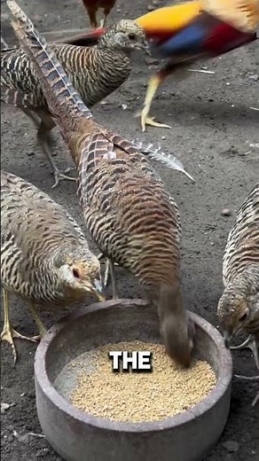 The Vibrant World of the Golden Pheasant