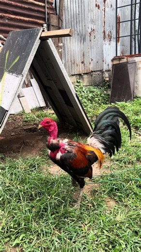 Pumpkin Hatch Cobra Highlights: Chickens and More