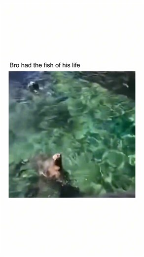 Sea lions are highly intelligent and opportunistic marine mammals known for their agility in and out of water. In this surprising moment, a sea lion quickly snatches a fish right out of a tourist’s hand—demonstrating just how bold and adaptable these animals can be when it comes to food. Encounters like this serve as a reminder that wildlife, while fascinating, should always be respected and observed with caution. At Forevergreen, we aim to raise awareness about marine species and human-wildlife