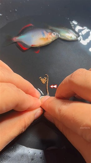 4 दिन में Fish Eggs से निकली Tails? 🐟 Complete Process! 🤯