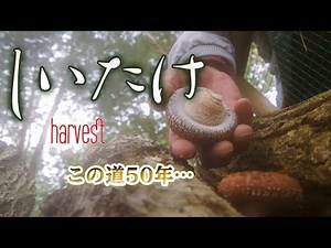 Harvesting Shiitake Mushrooms [Tips]