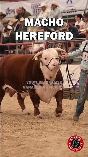 Hereford: eficiencia en pastoreo y carne de calidad en una raza de gran tradición #feedlot #finca