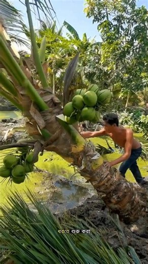 Fruit-Bearing Coconut Trees? #facts #trending #ytshorts